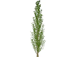 Lombardy Poplar (Populus Nigra) 3D Model preview