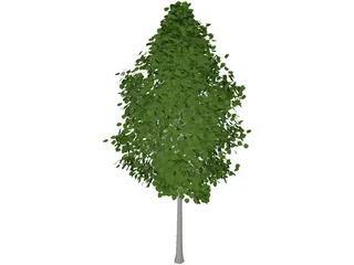 Quaking Aspen (Populus Tremuloides) 3D Model preview