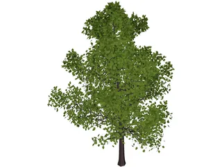 Sassafras 3D Model preview