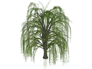 Weeping Willow 3D Model preview