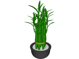Lucky Bamboo 3D Model preview