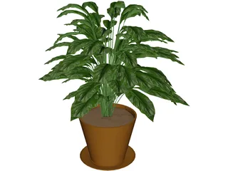 Spathiphyllum 3D Model preview