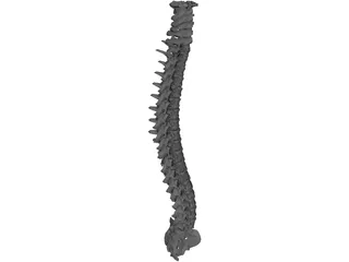 Spine 3D Model preview