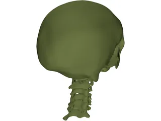 Skull and Neck 3D Model preview