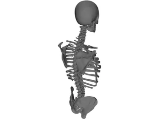 Upper Skeletal System 3D Model preview