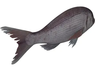 Black Sea Bass 3D Model preview