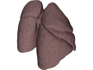Lungs Human 3D Model preview