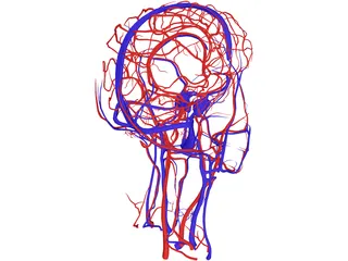 Systemic Circulation of Head 3D Model preview