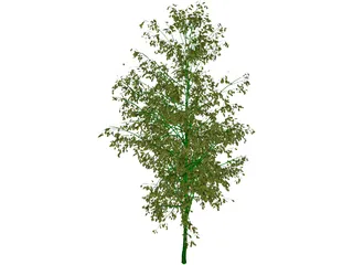 Birch Tree 3D Model preview