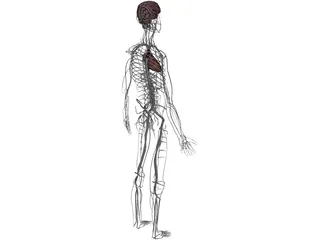 Circulatory System with Heart, Thymus and Brain 3D Model preview