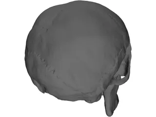 Skull Human 3D Model preview