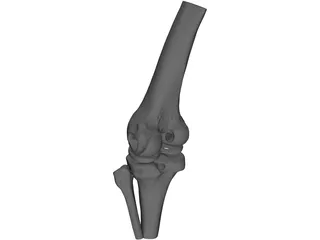 Human Knee Joint 3D Model preview