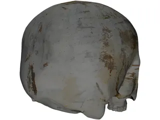Human Skull No Jaw 3D Model preview
