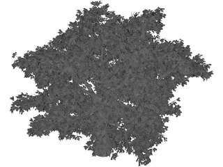 Quercus 3D Model preview