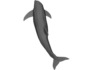 Dolphin 3D Model preview