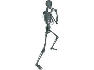 Skeleton 3D Model preview