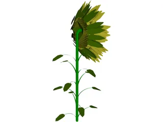 Sunflower 3D Model preview