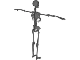 Skeleton 3D Model preview