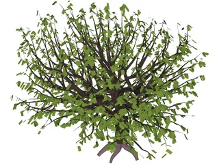Tree 3D Model preview