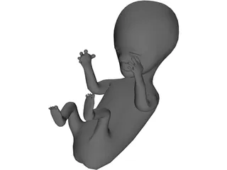 Fetus 12 Week 3D Model preview