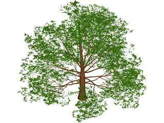 American Beech 3D Model preview