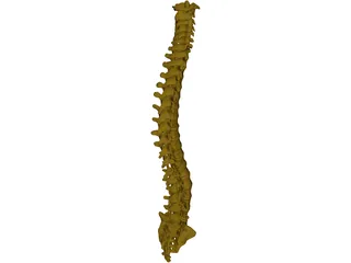 Human Spine 3D Model preview