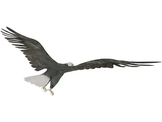 Eagle 3D Model preview