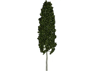 Carpinus Betulus Tree 3D Model preview