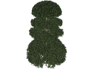 Buxux Semeprvirens Boxwood 3D Model preview