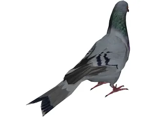 Pigeon 3D Model preview