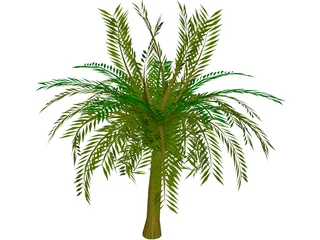 Palm Tree 3D Model preview