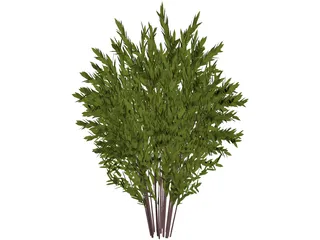 Nandina [Phyllostachys] 3D Model preview