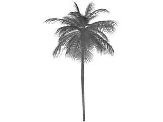 Palm Tree Caribean 3D Model preview