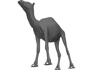 Dromedary 3D Model preview