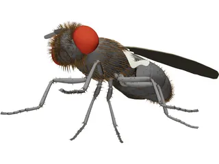 Fly Gray 3D Model preview