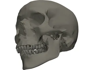 Skull 3D Model preview