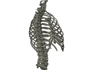 Thorax 3D Model preview