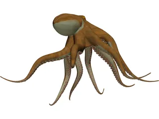 Octopus Vulgaris 3D Model preview