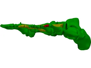 Foot Bone Female 3D Model preview