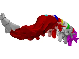 Lumbar Vertebrae Sacrum And Coccyx 3D Model preview
