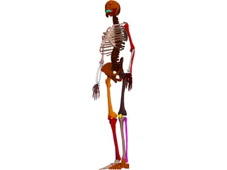 Skeleton Female 3D Model preview