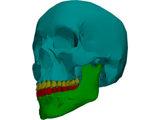 Skull Male 3D Model preview