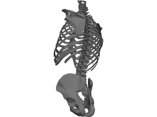 Torso Bone Male 3D Model preview