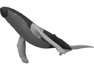 Whale Humpback 3D Model preview
