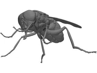 Fly 3D Model preview