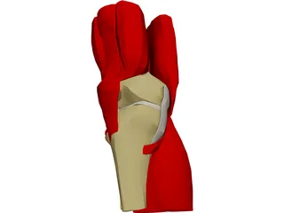 Knee 3D Model preview