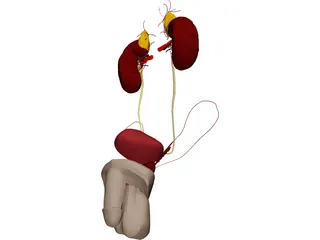 Urinary and Reproductive Systems Male 3D Model preview