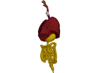 Digestive Tract and Respiratory 3D Model preview