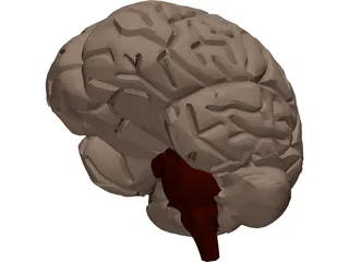 Brain 3D Model preview