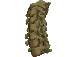 Vertebrae Cervical 3D Model preview